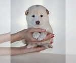 Small Photo #36 Shiba Inu Puppy For Sale in WINTER PARK, FL, USA