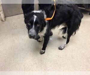 Border Collie Dogs for adoption in Riverside, CA, USA