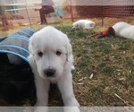 Small Photo #8 Great Pyrenees Puppy For Sale in LAS VEGAS, NV, USA