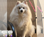 Lulu - Female Pomeranian Puppy for Sale - Small photo