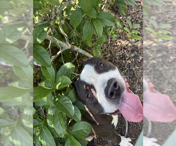 Medium Photo #1 Mutt Puppy For Sale in Sanford, FL, USA