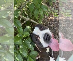 Mutt Dogs for adoption in Sanford, FL, USA