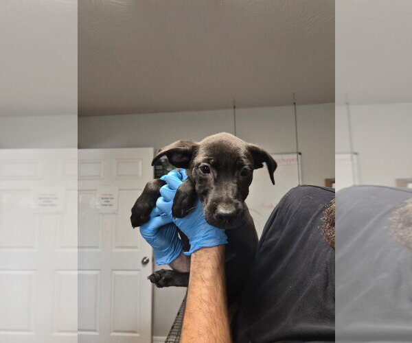 Medium Photo #1 Labrador Retriever-Unknown Mix Puppy For Sale in Bolivar, MO, USA