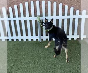 German Shepherd Dog-Unknown Mix Dogs for adoption in Modesto, CA, USA