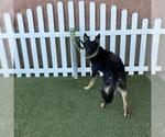 Small German Shepherd Dog Mix
