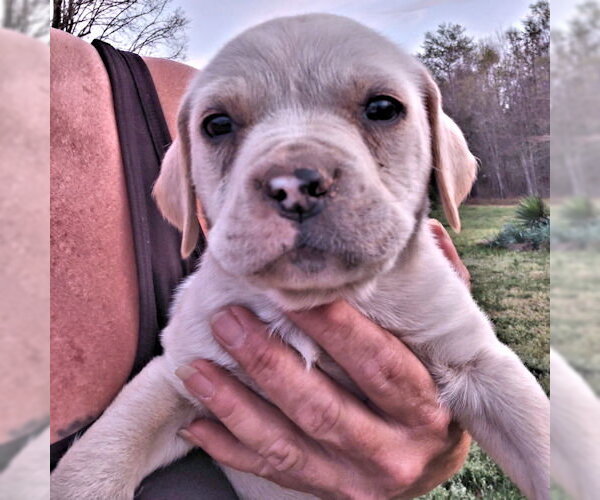 Medium Photo #4 Bulldog Puppy For Sale in Rutherfordton, NC, USA
