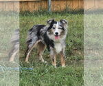 Small #2 Australian Shepherd
