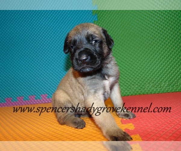 Medium Photo #11 Mastiff Puppy For Sale in CABOOL, MO, USA