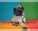 Small #10 Mastiff