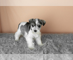 Puppy Stella Schnauzer (Miniature)