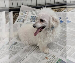 Maltese Dogs for adoption in Mukwonago, WI, USA
