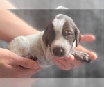 Small Photo #2 German Shorthaired Pointer Puppy For Sale in WEST GLOVER, VT, USA