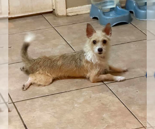 Medium Photo #1 Chiranian Puppy For Sale in Cranston, RI, USA