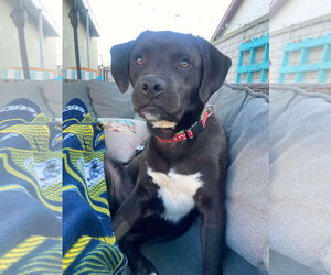 Labrador Retriever Dogs for adoption in San Diego, CA, USA