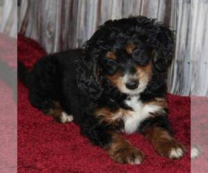 Bernedoodle-Poodle (Miniature) Mix Puppy for sale in STANLEY, WI, USA