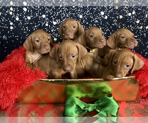 Vizsla Puppy for sale in WIMBERLEY, TX, USA