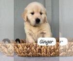Puppy Ginger Golden Retriever