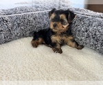 Small Photo #12 Yorkshire Terrier Puppy For Sale in HALLANDALE BEACH, FL, USA