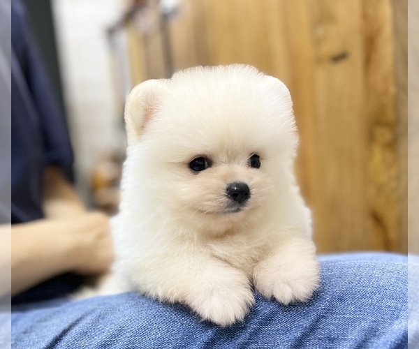Medium Photo #7 Pomeranian Puppy For Sale in CHICAGO, IL, USA