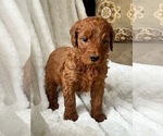 Small Photo #5 Goldendoodle Puppy For Sale in LA FAYETTE, GA, USA