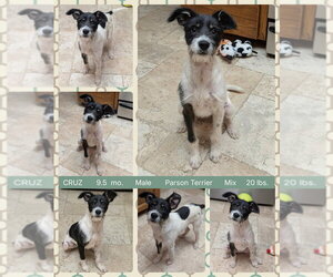 Parson Russell Terrier-Unknown Mix Dogs for adoption in Mesa, AZ, USA