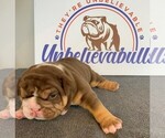 Small Photo #2 English Bulldog Puppy For Sale in CENTERVILLE, OH, USA