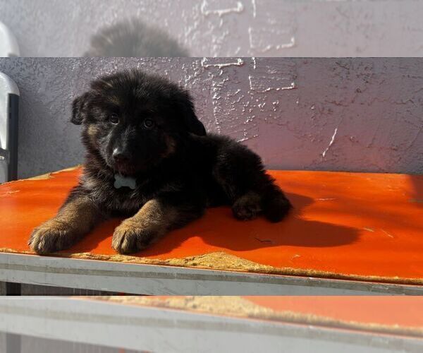Medium Photo #3 German Shepherd Dog Puppy For Sale in ENCINO, CA, USA