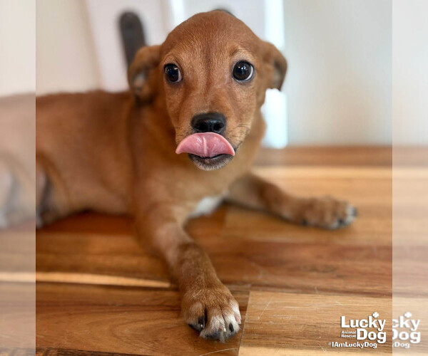 Medium Photo #2 Chihuahua-Unknown Mix Puppy For Sale in Washington, DC, USA