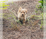 Small Photo #5 Morkie Puppy For Sale in VALDOSTA, GA, USA
