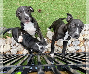 American Pit Bull Terrier-American Staffordshire Terrier Mix Dogs for adoption in Caribou, ME, USA