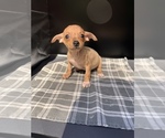 Small Photo #3 Chiweenie Puppy For Sale in SAINT AUGUSTINE, FL, USA