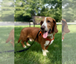 Small #1 Basset Hound