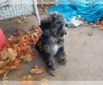 Small Photo #14 Bernedoodle (Miniature) Puppy For Sale in GOSHEN, IN, USA