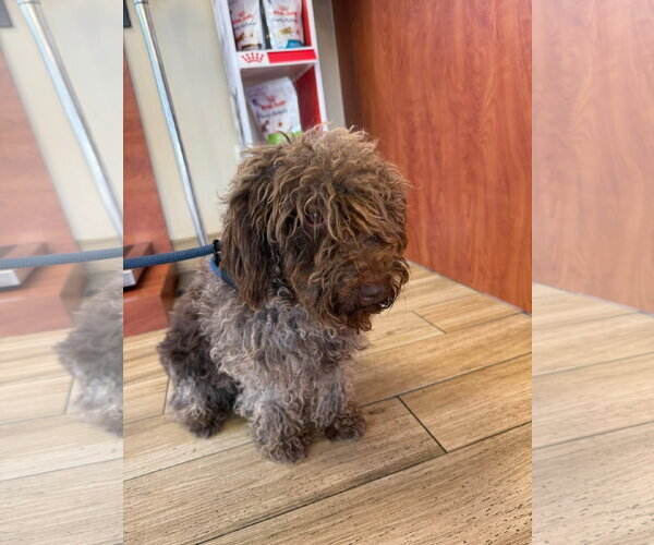 Medium Photo #2 Miniature Labradoodle Puppy For Sale in Valrico, FL, USA