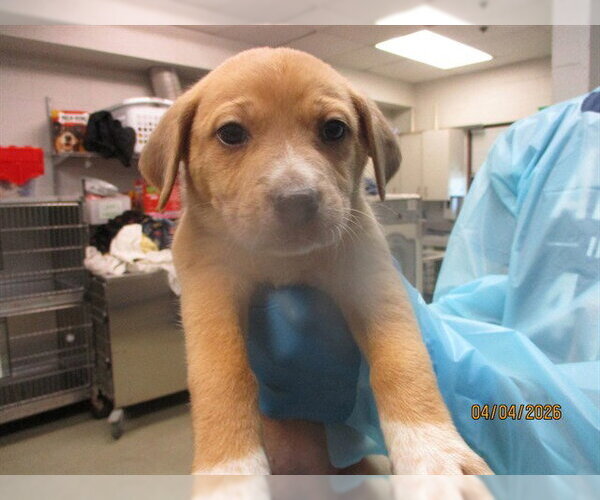 Medium Photo #1 Mutt Puppy For Sale in Oklahoma City, OK, USA