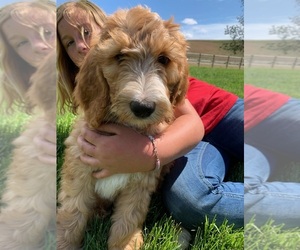 Pyredoodle Puppy for sale in PRESCOTT, WA, USA