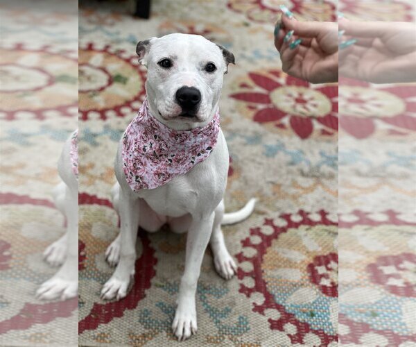 Medium Photo #5 American Staffordshire Terrier Puppy For Sale in Euless, TX, USA