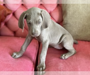 Weimaraner Puppy for sale in SAN ANTONIO, TX, USA