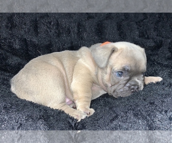 Medium Photo #3 French Bulldog Puppy For Sale in CEDAR HILL, TX, USA