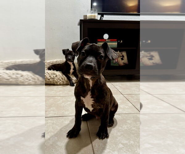 Medium Photo #1 Chiweenie Puppy For Sale in San Diego, CA, USA
