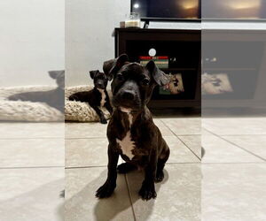 Chiweenie Dogs for adoption in San Diego, CA, USA
