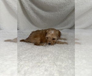 Medium Cavapoo mix (+ Poodle Miniature)
