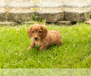 Dachshund Puppy for sale in BREMEN, IN, USA