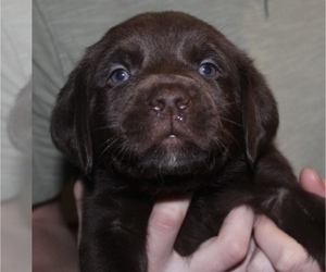 Labrador Retriever Puppy for Sale in MANSFIELD, Missouri USA