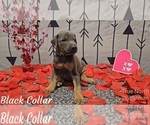 Puppy BLACK COLLAR Doberman Pinscher