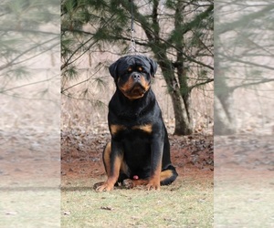 Father of the Rottweiler puppies born on 01/17/2024