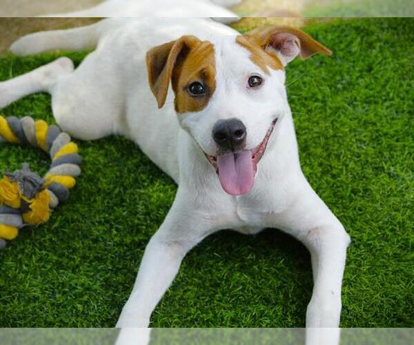 Medium Photo #1 American Staffordshire Terrier Puppy For Sale in Tallahassee, FL, USA