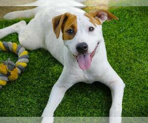 American Staffordshire Terrier Dogs for adoption in Tallahassee, FL, USA