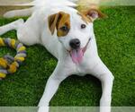 Small American Staffordshire Terrier