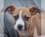 Small #4 Boxer-Bull Terrier Mix